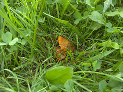 IMG_0277.thumb.jpg.35b817ada25efdb29fac5bda68e7fd51.jpg