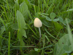 IMG_0281.thumb.jpg.680ec7f01592bdd2be6f015dde4769bc.jpg