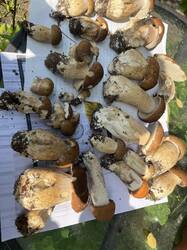 IMG_0315.jpeg