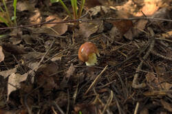 IMG_0321.thumb.jpg.9e2b58deba82ee50eeb83bd4bcf508be.jpg