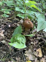 IMG_0347.jpeg