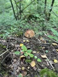IMG_0348.jpeg