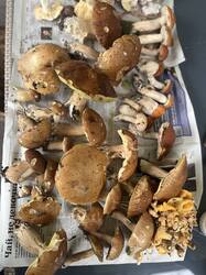 IMG_0363.jpeg