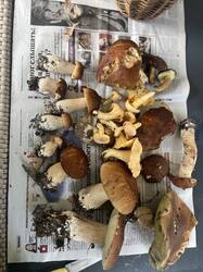 IMG_0367.jpeg