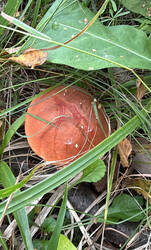 IMG_0467.jpeg