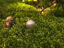 IMG_0478.thumb.jpg.6d45756515cf59c357a030c166a58cd0.jpg