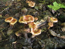 IMG_0636.thumb.JPG.13b5a9b45f8c6cea5b1ca1e2a17f8c74.JPG