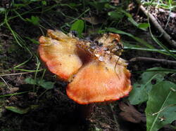 IMG_0646.thumb.JPG.5e1260308cb1bd194ab7a2ed47c5b5be.JPG