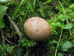 IMG_0675.thumb.JPG.804f552eb9ad61cc96e05a81ec13afd6.JPG