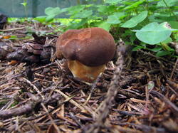 IMG_0829.thumb.JPG.f471b61cf7e8eb0032872c59c4c4cb83.JPG
