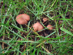 IMG_0913.thumb.JPG.f3836b1b4b749943bce77c95495c3153.JPG