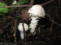 IMG_0989.thumb.JPG.7c4be9d76827646c49e5e888f9a94008.JPG
