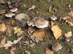 IMG_1158.thumb.JPG.221798ed318b43a2b0d867f7506e2709.JPG
