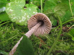 IMG_1170.thumb.JPG.c3dd9c5add6f058b9985eab856ec6699.JPG