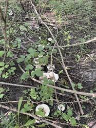 IMG_1885.jpeg