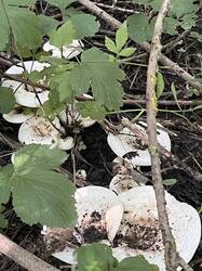 IMG_1887.jpeg