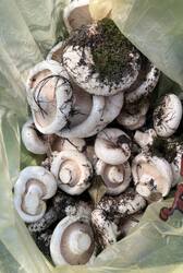 IMG_1897.jpeg