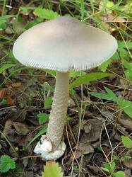 IMG_20230805_145919525.thumb.jpg.5e7e0c91d2b208975928d61660cdc92b.jpg