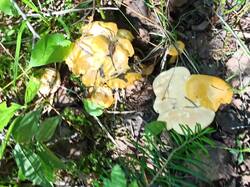 IMG_20250726_150852.jpg