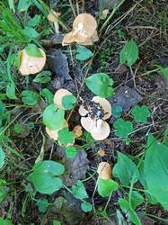 IMG_20250726_161728.jpg