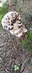 IMG_20250730_061710_017.thumb.jpg.c1a196d84f3d85fc61d4c09fd14f2f7f.jpg