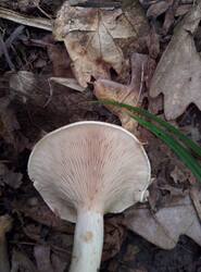 IMG_20250731_192839_gcam_3.2.thumb.jpg.c74c170d6b4fb40cb69d03cc7ed0491b.jpg