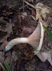 IMG_20250731_192852_gcam_3.2.thumb.jpg.aa9eb8832c7e284d0a055d24a0dba4d2.jpg