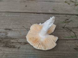 IMG_20250802_091101.thumb.jpg.ad9408832d867e5a506fc5ff6efa4310.jpg