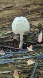 IMG_20250802_141037.jpg