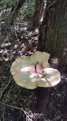 IMG_20250802_141542.jpg