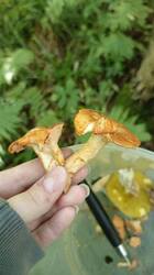 IMG_20250803_113600_527.jpg