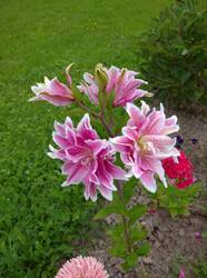 IMG_20250804_114253.jpg