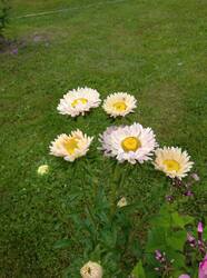 IMG_20250804_114358_1.jpg