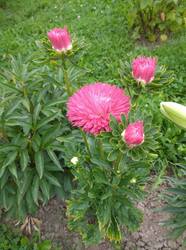 IMG_20250804_114445_1.jpg