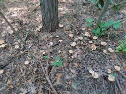IMG_20250806_155028.jpg