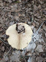 IMG_20250807_114742_855.jpg