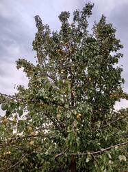 IMG_20250808_172642_635.thumb.jpg.b146792763af7c0564eb4430054e9e0b.jpg
