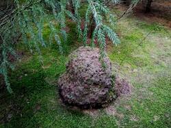 IMG_20250808_174210.thumb.jpg.c9416029959da9e0e9f87534398e3d95.jpg