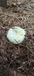 IMG_20250809_085508_386.thumb.jpg.b9876b82bfa61599684700fda8a1e426.jpg