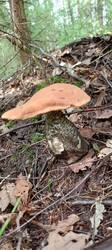 IMG_20250809_090638_180.thumb.jpg.26b44e02e662e9fc4a4facd575f0862f.jpg