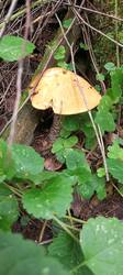 IMG_20250809_093359_755.thumb.jpg.0eb67178d165af254d3456ef7aa3f6b6.jpg