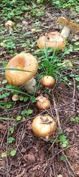 IMG_20250809_093912_544.thumb.jpg.b80c9bf965709220dfb5181d316c24f9.jpg