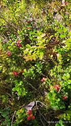 IMG_20250809_103003.jpg