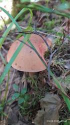 IMG_20250809_104300.jpg
