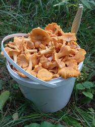 IMG_20250809_110215.thumb.jpg.b6b14819326182d4dcb2aef38903a3be.jpg
