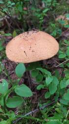 IMG_20250809_113404.jpg