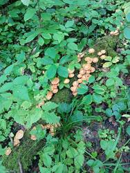 IMG_20250809_113457.thumb.jpg.a39418122fed8055beb8d407f508811d.jpg