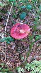 IMG_20250809_115156.jpg