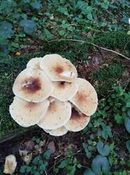 IMG_20250809_123720_595.jpg