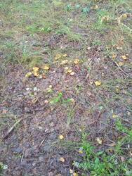 IMG_20250810_071838.jpg